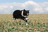 BORDER COLLIE 064